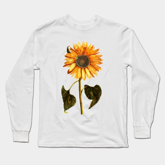 Sunflower, Dutch, Netherlands 17th Century Long Sleeve T-Shirt by rocketshipretro